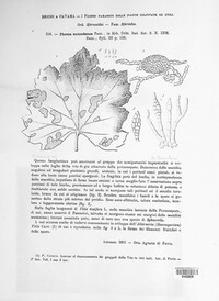 Phoma succedanea image